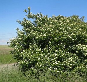 Cornus sanguinea 60-100 cm wortelgoed struik - afbeelding 5