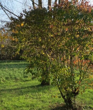 Cornus sanguinea 60-100 cm wortelgoed struik - afbeelding 6