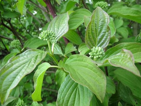 Cornus sanguinea 80-100 cm cont. 2,0L - afbeelding 2