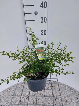 Cotoneaster suec. 'Coral Beauty' 30-35 cm cont. 2,0L - afbeelding 2