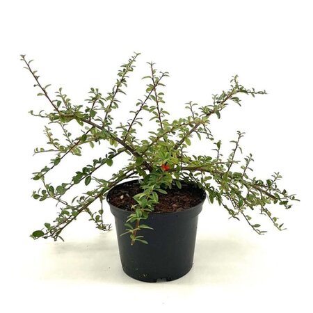 Cotoneaster suec. 'Coral Beauty' 30-35 cm cont. 2,0L - afbeelding 3