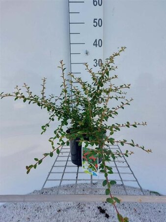 Cotoneaster suec. 'Coral Beauty' 30-35 cm cont. 2,0L - afbeelding 1