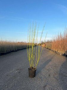 Cornus sericea 'Flaviramea' 100-125 cm cont. 7,5L