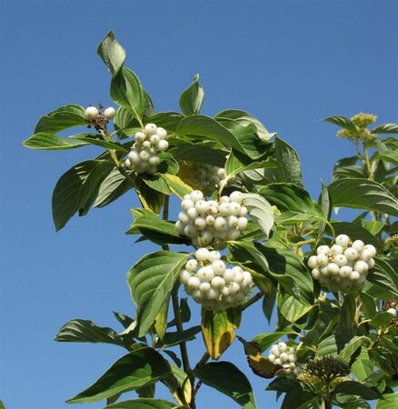 Cornus sericea 'Flaviramea' 100-125 cm wortelgoed 3-5 tak struik - afbeelding 1