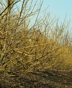 Cornus sericea 'Flaviramea' 100-125 cm wortelgoed 3-5 tak struik - afbeelding 2