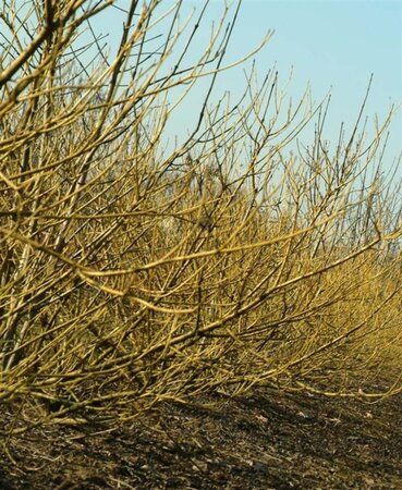 Cornus sericea 'Flaviramea' 60-100 cm cont. 3,0L - afbeelding 2