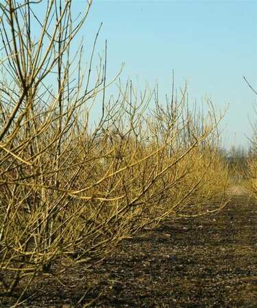 Cornus sericea 'Flaviramea' 60-100 cm wortelgoed - afbeelding 2