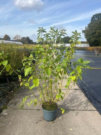 Cornus sericea 'Flaviramea' 60-80 cm cont. 10L - afbeelding 3