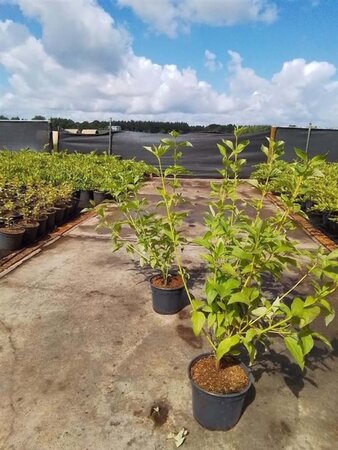 Cornus sericea 'Flaviramea' 60-80 cm cont. 2,0L - afbeelding 3