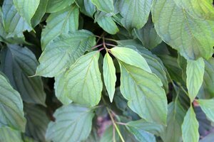 Cornus sericea 'Kelseyi' 25-30 cm cont. 3,0L - afbeelding 3