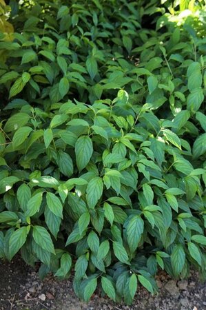 Cornus sericea 'Kelseyi' 30-40 cm cont. 1,5L - afbeelding 2