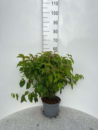 Cornus sericea 'Kelseyi' 40-60 cm cont. 5,0L - afbeelding 2