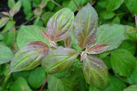 Cornus sang. 'Midwinter Fire' 40-60 cm cont. 3,0L - afbeelding 1