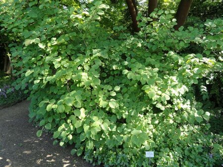 Corylopsis spicata 40-60 cm cont. 3,0L - afbeelding 1