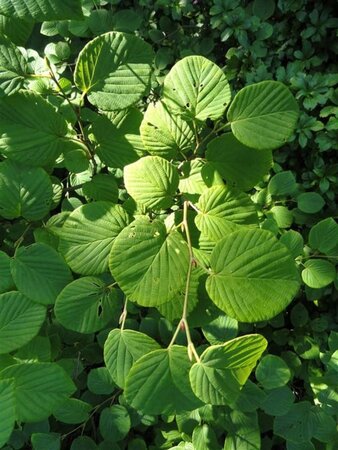 Corylopsis spicata 40-60 cm cont. 3,0L - afbeelding 2