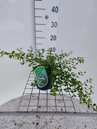 Cotoneaster suec. 'Skogholm' 30-35 cm cont. 2,0L - afbeelding 2