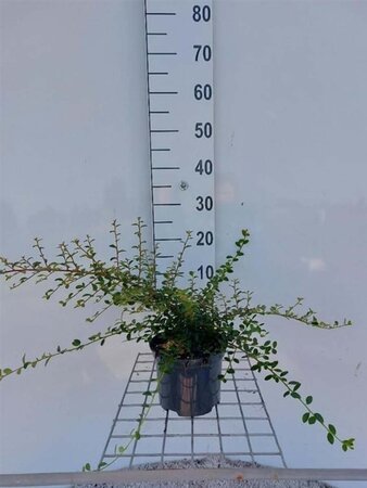 Cotoneaster suec. 'Skogholm' 30-35 cm cont. 2,0L - afbeelding 1