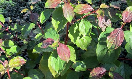 Cornus sang. 'Winter Beauty' 100-125 cm cont. 5,0L - afbeelding 1