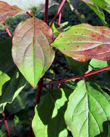 Cornus sang. 'Winter Beauty' 50-60 cm wortelgoed - afbeelding 3