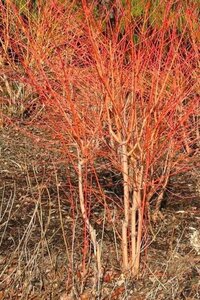 Cornus sang. 'Winter Beauty' 80-100 cm container - afbeelding 5