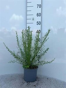 Cytisus scoparius 30-40 cm cont. 2,0L