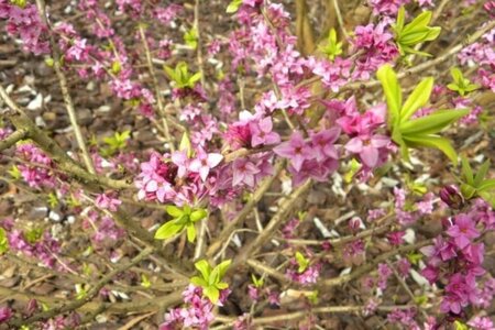 Daphne mezereum 'Grandiflora' 30-40 cm cont. 3,0L - afbeelding 1