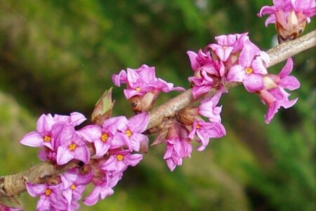 Daphne mezereum 'Grandiflora' 30-40 cm cont. 3,0L - afbeelding 2