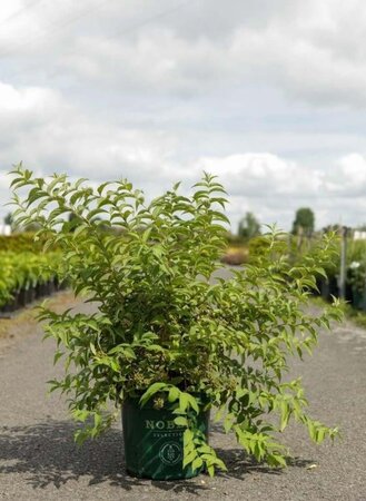 Deutzia compacta 'Lavender Time' 50-60 cm cont. 10L