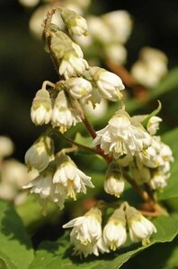 Deutzia scabra 60-80 cm wortelgoed struik - afbeelding 2