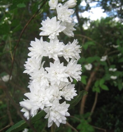 Deutzia scabra 60-80 cm wortelgoed struik - afbeelding 4