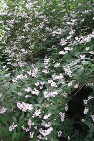 Deutzia scabra 'Codsall Pink' 30-40 cm cont. 3,0L - afbeelding 1