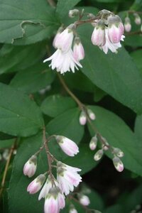 Deutzia scabra 'Codsall Pink' 30-40 cm cont. 3,0L - afbeelding 2