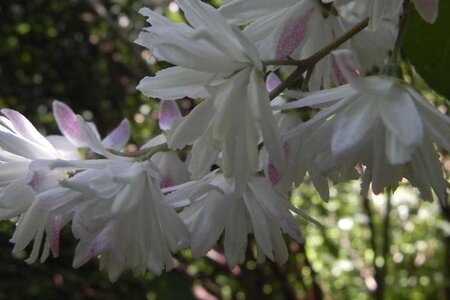 Deutzia scabra 'Codsall Pink' 60-80 cm container - afbeelding 3