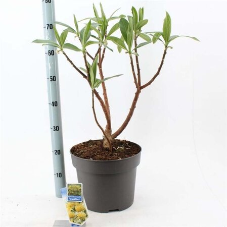 Edgeworthia chrys. 'Grandiflora' 40-50 cm cont. 10L - afbeelding 2