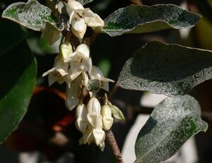 Elaeagnus ebbingei 125-150 cm cont. 20L - afbeelding 3