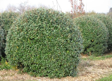 Elaeagnus ebbingei 125-150 cm cont. 20L - afbeelding 4