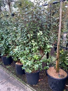 Elaeagnus ebbingei 150-175 cm cont. 50L - afbeelding 1