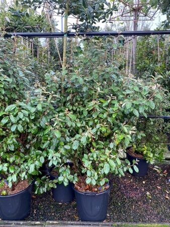 Elaeagnus ebbingei 150-175 cm cont. 50L - afbeelding 2