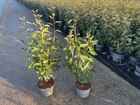 Elaeagnus ebbingei 60-80 cm cont. 4,0L - afbeelding 2