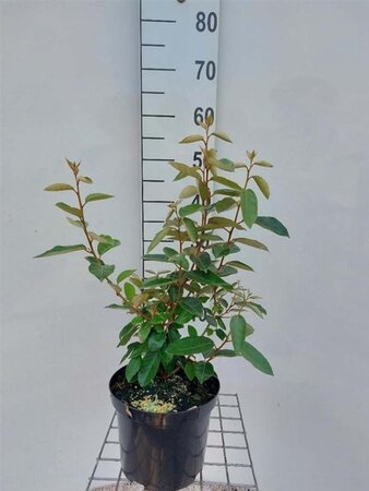 Elaeagnus ebbingei 60-80 cm cont. 4,0L - afbeelding 1