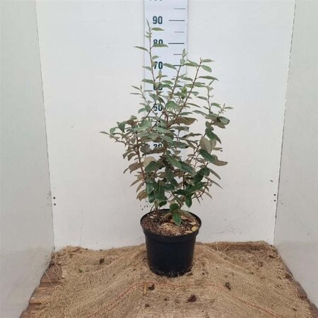 Elaeagnus ebbingei 60-80 cm cont. 7,5L - afbeelding 1