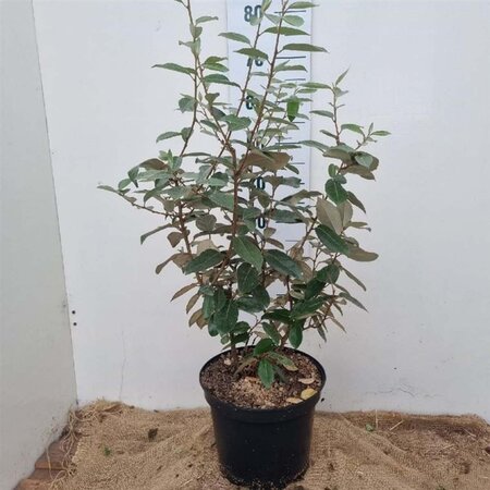 Elaeagnus ebbingei 60-80 cm cont. 7,5L - afbeelding 2