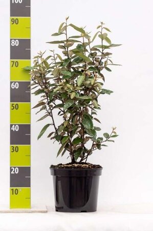 Elaeagnus ebbingei 60-80 cm cont. 7,5L - afbeelding 3