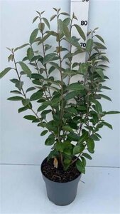 Elaeagnus ebbingei 60 cm container bol