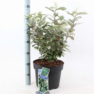 Elaeagnus ebb. 'Compacta' 50-60 cm cont. 10L - afbeelding 3