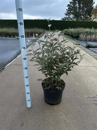 Elaeagnus ebb. 'Compacta' 70-80 cm cont. 12L