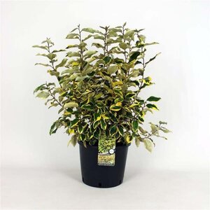 Elaeagnus ebb. 'Gilt Edge' 100-125 cm cont. 25L