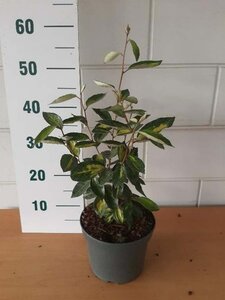 Elaeagnus ebb. 'Limelight' geen maat specificatie cont. 3,0L