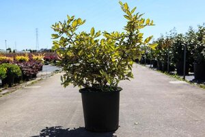 Elaeagnus pungens 'Maculata' 80-100 cm cont. 18L