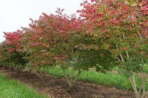 Euonymus alat. 'Compactus' 40-50 cm cont. 3,0L - afbeelding 1